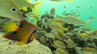 30 Minutes Relaxing Under The Sea: Snorkeling Anguilla