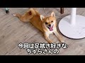 豆柴チワワ ちょっと珍しいお散歩終わりのお宝映像 special video of the end of the walk