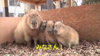 カピバラ　大宮公園小動物園　新春ごあいさつ