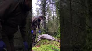 Approach \u0026 gralloching (gutting of a deer best practice)