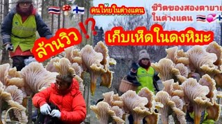 (Mushroom in a forest in Finland) เก็บเห็ดในดงหิมะ สุดฟิน!! เก็บเห็ด Ep94/22