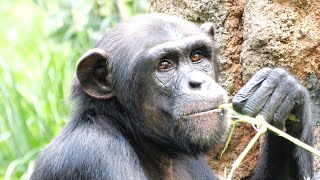 ミルにべったりサクラちゃん（Sakura cannot leave Mil.）　多摩動物公園　チンパンジー　202209