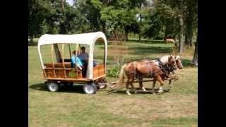 Haflinger Team of Mares- Shady Grove Haflingers