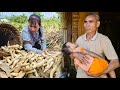 Building new life when daughter leaves - Digging tubers - Gardening - Food processing | Ly Phuc Binh