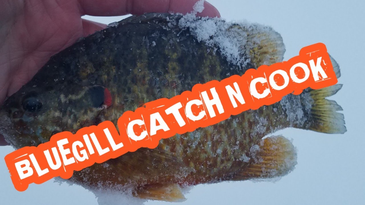 Bluegill Catch And Cook - YouTube