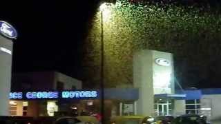 Biblical plague-like outbreak of forest tent caterpillar moths.