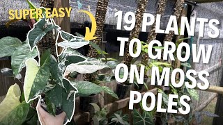 19 House Plants You Should Grow On Moss Poles