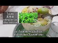 ep158 l台灣媳婦vlog in thailand lแนะนำคนไต้หวันกินไอติมข้าวเหนียวมะม่วง l芒果糯米飯季節 u0026shopping