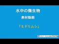 水中の微生物　「ミドリムシ」