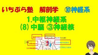 【いちぷら塾】解剖学　10神経系 1 中枢神経系 (8) 中脳 ③神経核 #あん摩マッサージ指圧師、鍼灸師