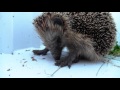 hedgehog eating snail