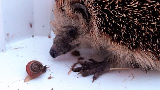 Hedgehog eating snail