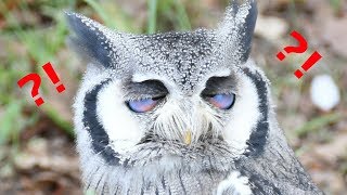 ん？！青白い瞬膜を出したキモ可愛いフクロウのくるる/Nictitating membrane