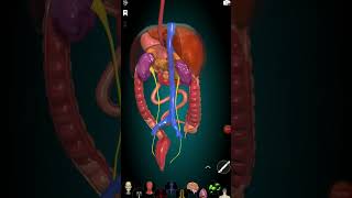 3D anatomy*Digestive systems* #medicalstudent #doctor #neet #anatomy #viral #viralvideo #motivation