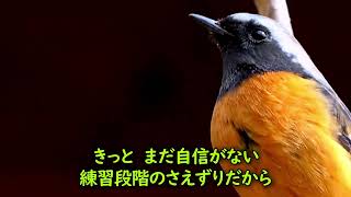 ジョビ男　＃３　「小声」でひそかに鳴く！？