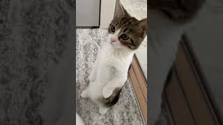 ゴミ箱の中が見たくて立っちゃったマンチカンの子猫 #shorts