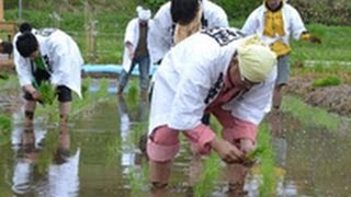 五穀豊穣祈り小樽で御田植祭（2012/05/27）北海道新聞