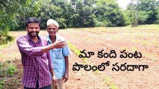 మా కంది పంట పొలంలో సరదాగా  Fun in our farm