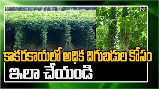 కాకరకాయలో అధిక దిగుబడుల కోసం ఇలా చేయండి |Bitter Gourd Cultivation | Matti Manishi | 10TV Agri