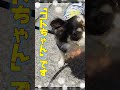 参拝ワンコ⑬【コトちゃん】　《公式》今泉八坂神社チャンネル