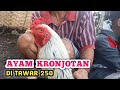 Harus pinter nawar ayam bangkok pasar - Kandang Biru ABG