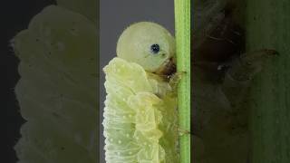 My reflection on an eye of a Sawfly larva: #macrophotography #macro #zoom #entomology #nature