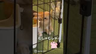 うさぎのおもちゃがじがじ🐰#うさぎ #rabbit #bunny