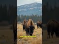 Yellowstone National Park. 365 facts about the USA