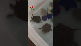 斑龜/容易受驚嚇的小斑龜 #animal #日常 #日常vlog #斑龜#烏龜 #🐢