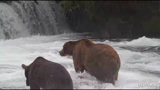 15 Aug 2023:  164 Bucky and 747 at the falls (explore.org)