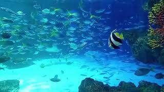 池袋サンシャイン水族館　大水槽