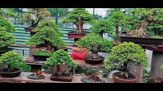 Wrightia religiosa (Water Jasmine) Bonsai garden