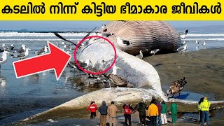 നിഗൂഢമായ കടലിലെ ഭീമാകാര ജീവികൾ 😳 ! TOP 10 SEA MONSTERS CAUGHT BY HUMAN || ANIMAL FACTS II MOJO FACT