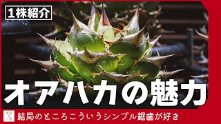 【1株紹介】我が家で1番気に入っているオアハカはこの株【アガベ・塊根・多肉】