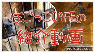 ほごっこＣＡＦＥ　紹介動画