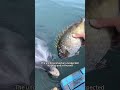 rescuing a dolphin brings unexpected joy shorts shortsvideo animals rescue cuteanimals