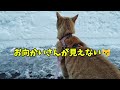 【猫動画】除雪中の事故！諭吉の反応は？ ねこ 猫との暮らし 元野良猫 cat