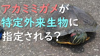 アカミミガメが特定外来生物に指定される？