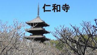 世界遺産、京都御室、仁和寺散策、World　Heritage　Site NINNAJI　KYOTO　Japan