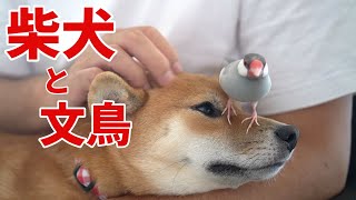 大胆さを増す文鳥と受け入れる柴犬