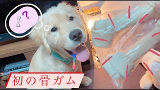 初ガムをあげてみた！【ゴールデンレトリバー】【子犬】