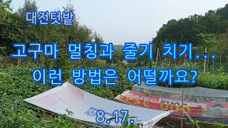 [대전텃밭-0817] 고구마 재배 노하우를 공유합니다.