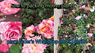 rose mother plant packing video//பெரிய பெரிய ரோஜா செடிகளை எப்படி பேக்கிங் செய்கிறோம்