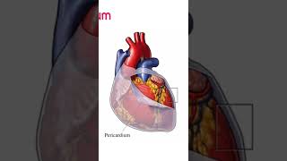 Pericarditis #heart #anatomy_physiology #pericardium #pericarditis