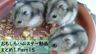 【面白 ハムスター】おもしろハムスター動画まとめ！#15【かわいい】