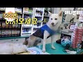 편의점 왔는데 알바생 얼굴이 강아지상이네요 (편의점 갯별이ㅋㅋ)ㅣDog Sir.. Can I Get Change, Please? dog working in 7 eleven