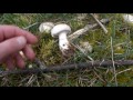 calocybe gambosa. corro de brujas