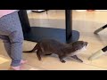 balance board otter and child