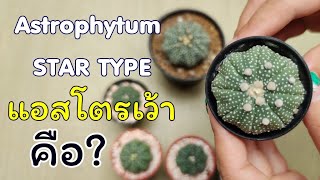 แนะนำสายพันธุ์แอสโตรยอดนิยม แอสโตรเว้า (Astrophytum Asterias cv. STAR TYPE)