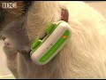 woof dog translator gets upgrade